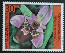 Ophrys fuciflora